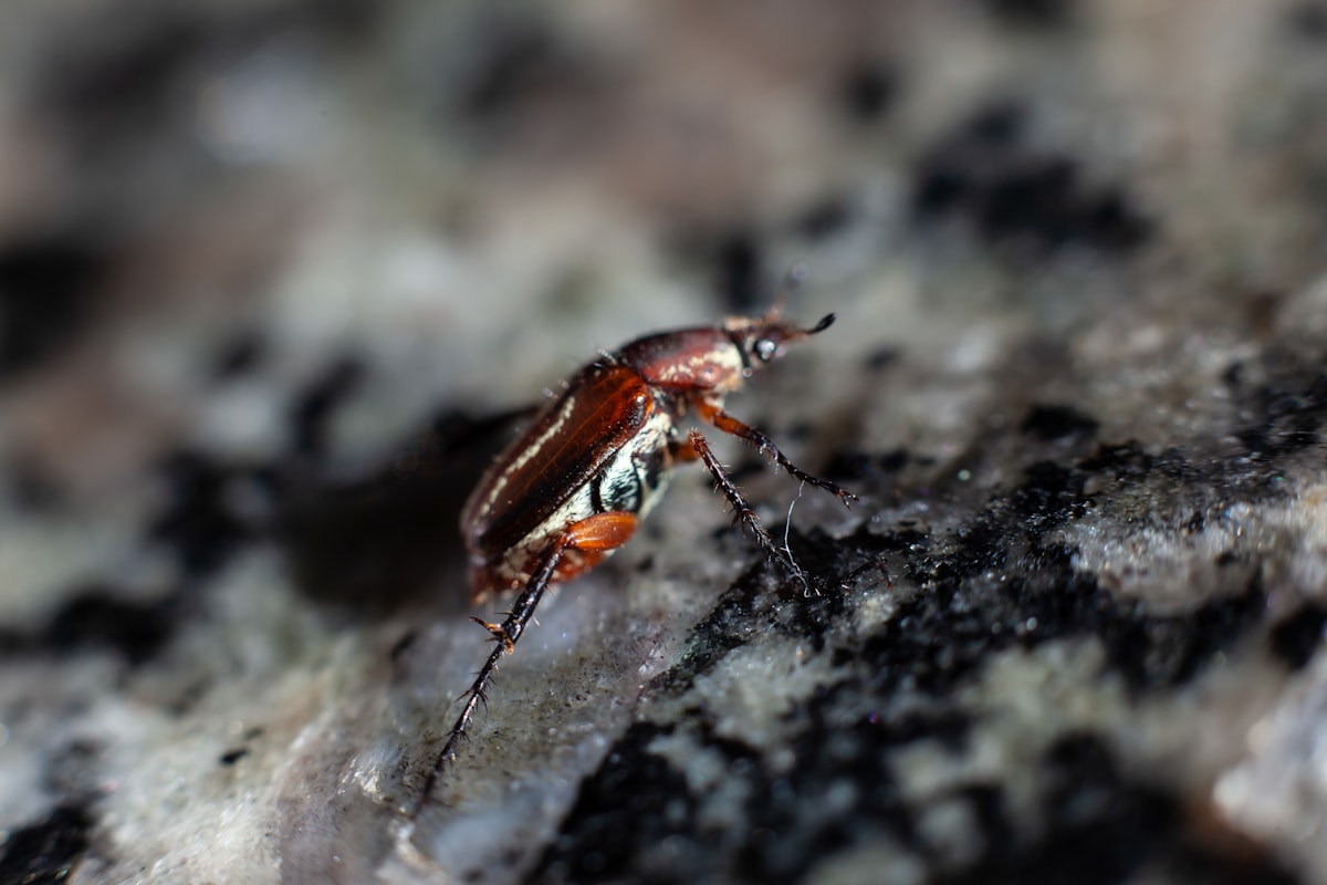 a bug on a rock