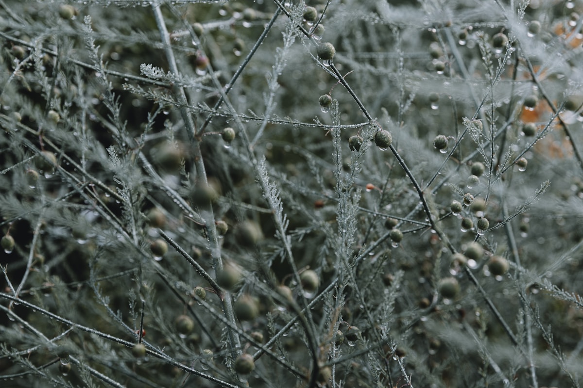 Branches et baies d'hiver recouvertes de givre scintillant.
